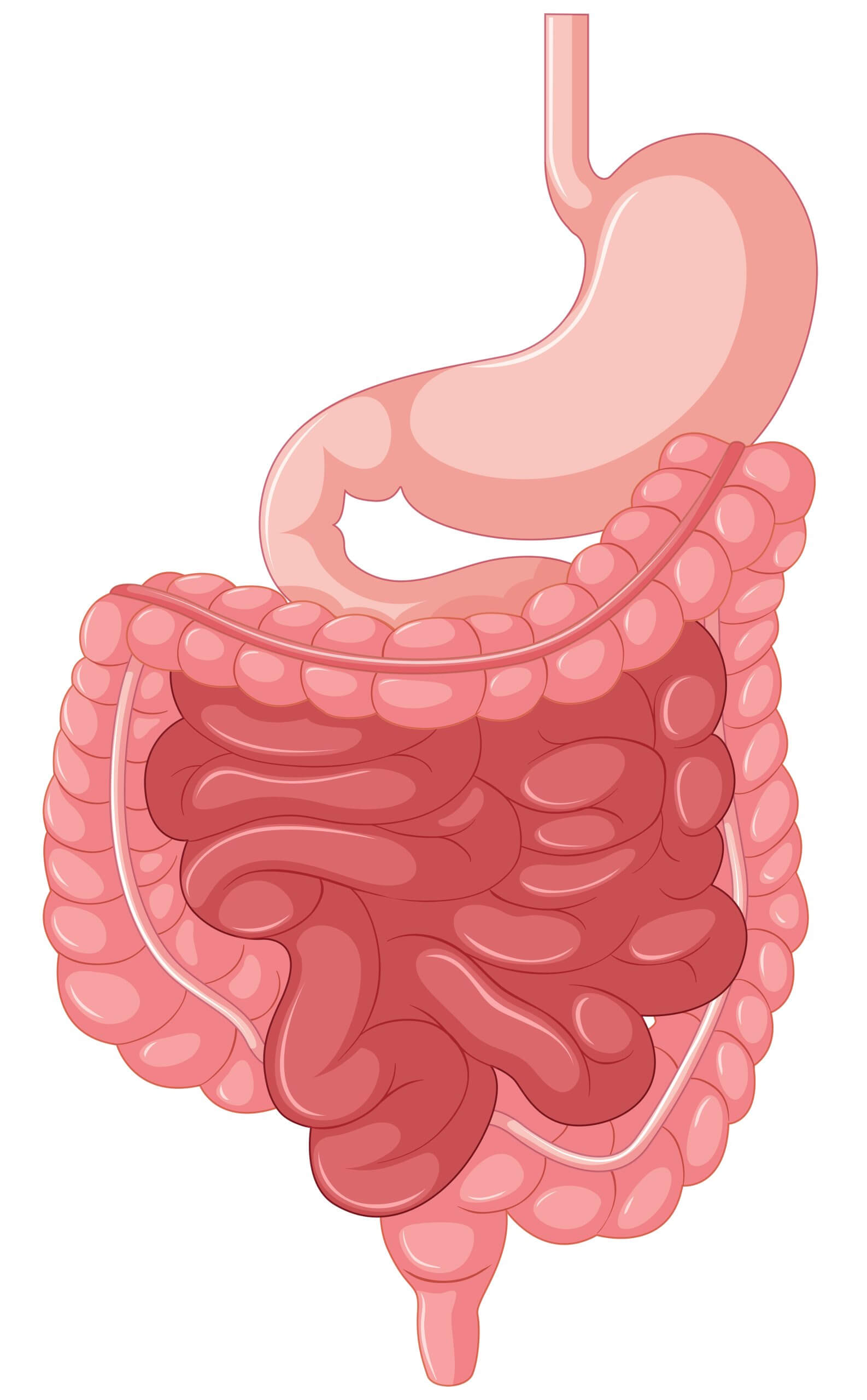 Valkyrine Digestive Care - Ayurvedic Gut Support Formula